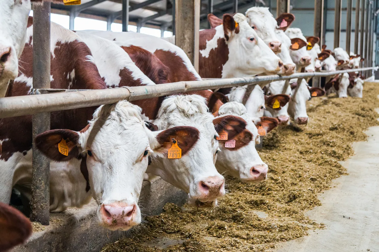 Agregar zeolita clino-ca en nutrición animal reduce estrés del aparato digestivo, aumenta su peso en menor tiempo.