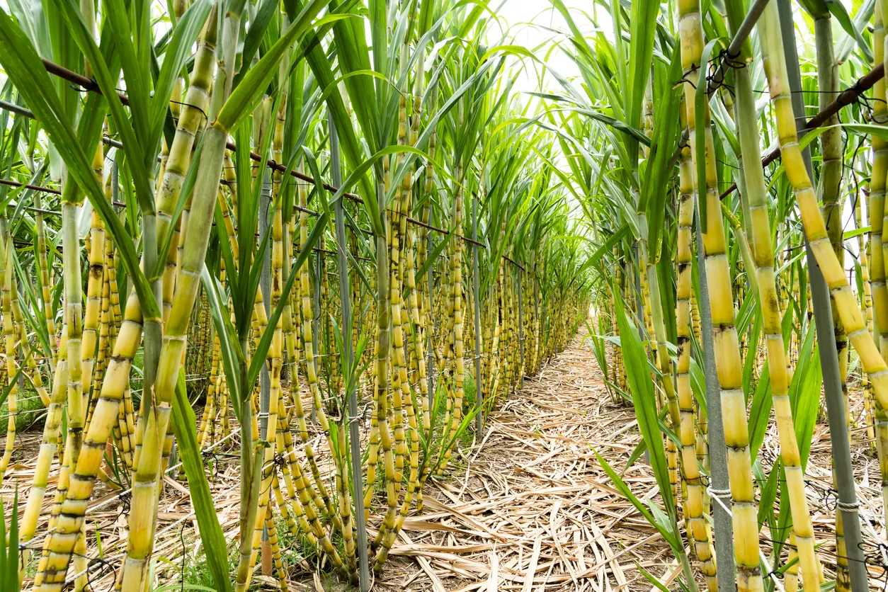La caña de azúcar amarilla madura pronto será cosechada en las tierras agrícolas