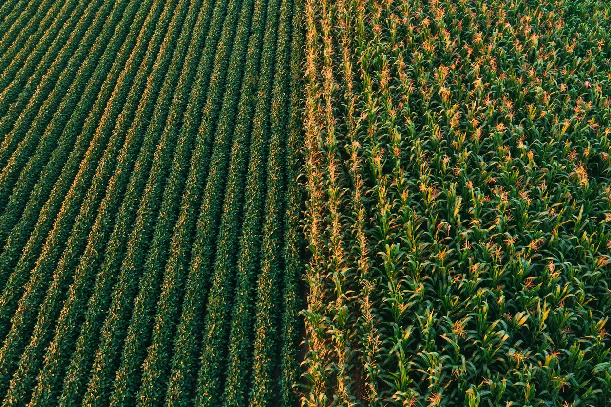Toma aérea de un campo de cultivo de soja y maíz desde la perspectiva de un dron