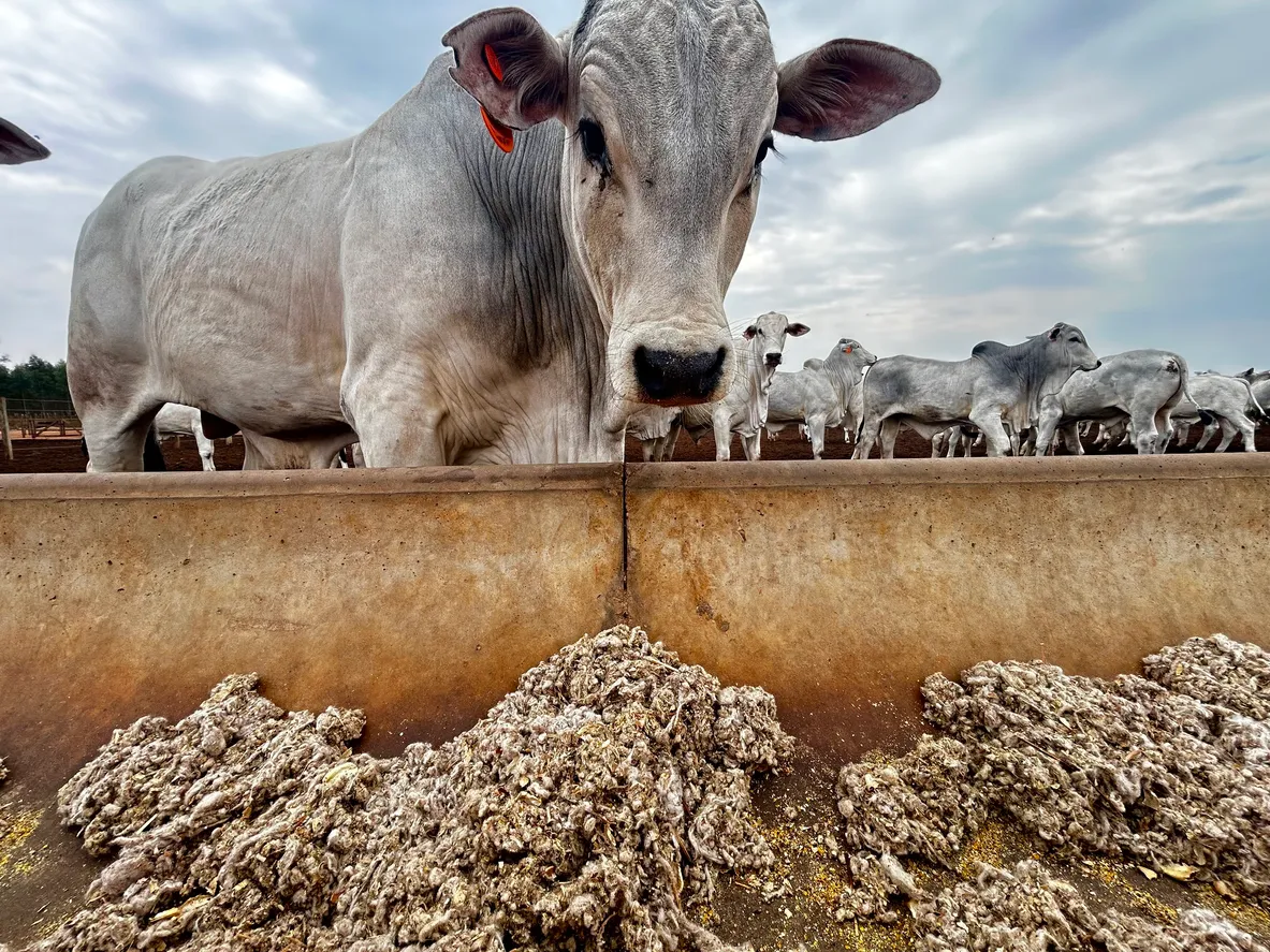 Animales y alimento en sistemas de engorde. Alta tecnología en nutrición animal.La zeolita se utiliza en alimento de animales