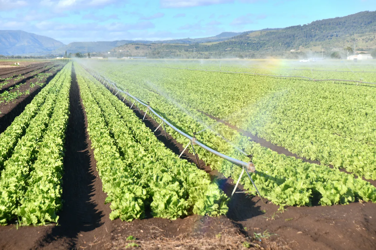 Enorme cultivo de lechuga. La zeolita clino se usa para mejorar el crecimiento en estos cultivos.