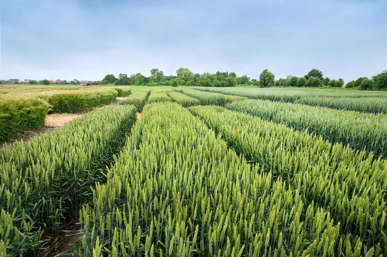 Sectores divididos de diferentes variedades de trigo, cereales en un campo agrícola, La zeolita clino puede ayudar en estos