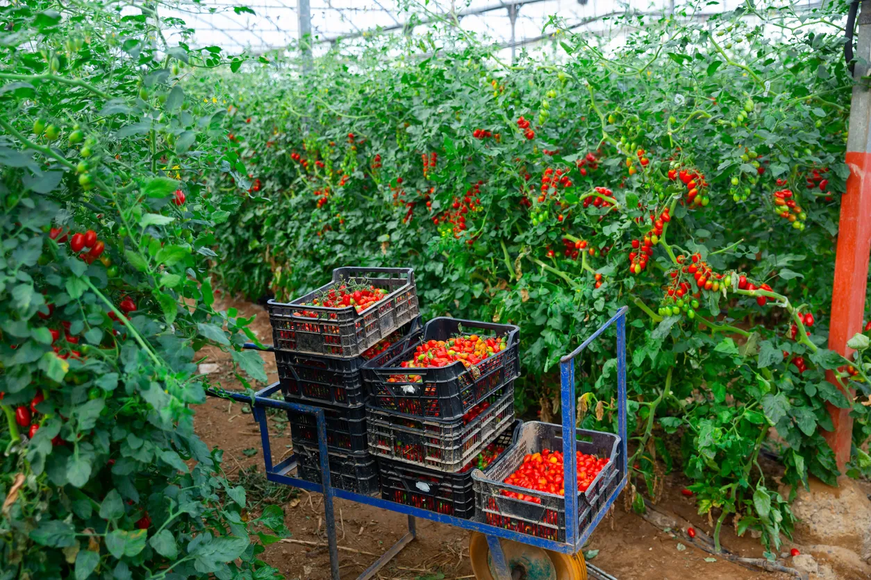 Cultivo de tomate. El uso de fertilizante con zeolita beneficia el crecimiento en estos cultivos.