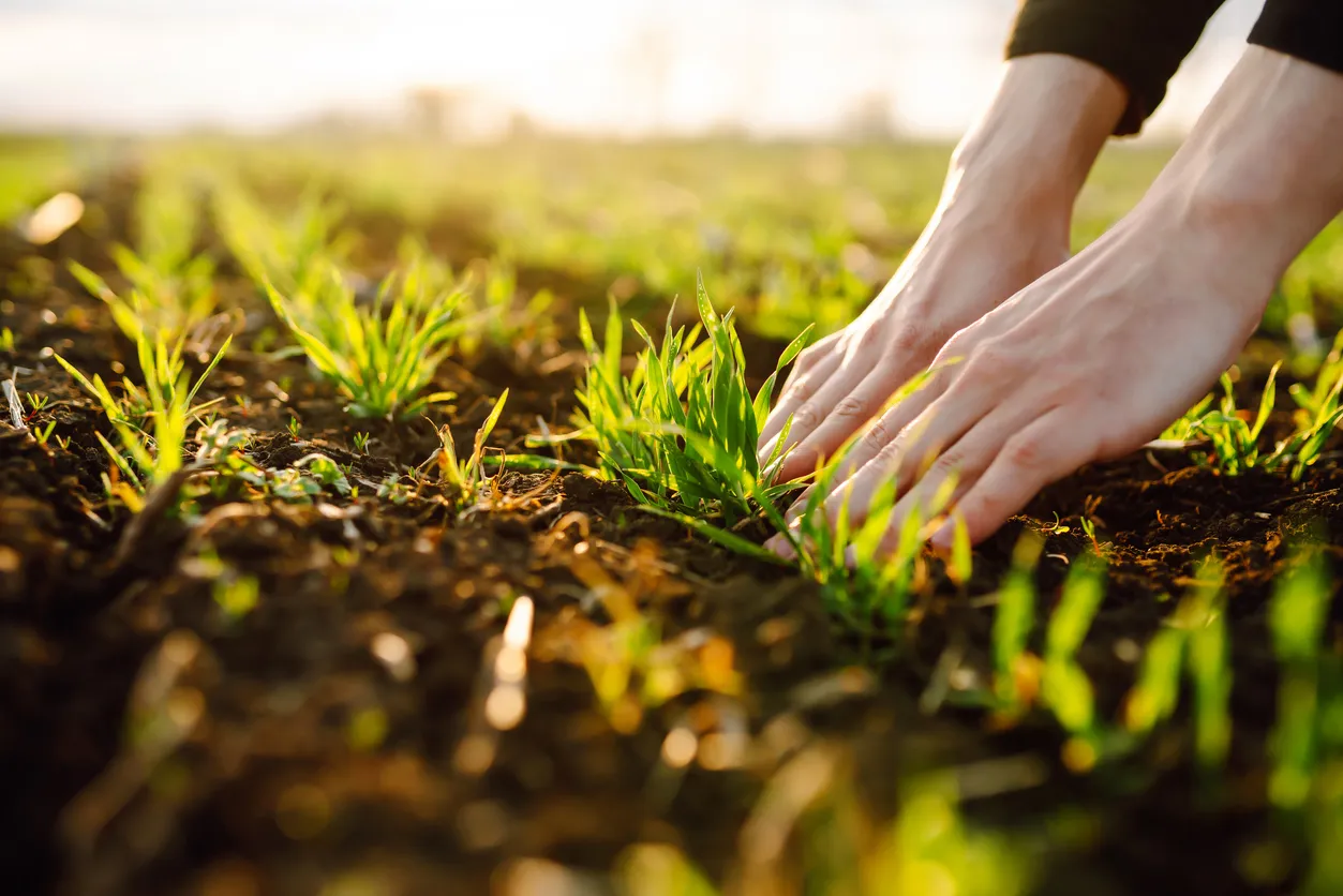 Manos de una agriculatura en un cultivo de trigo