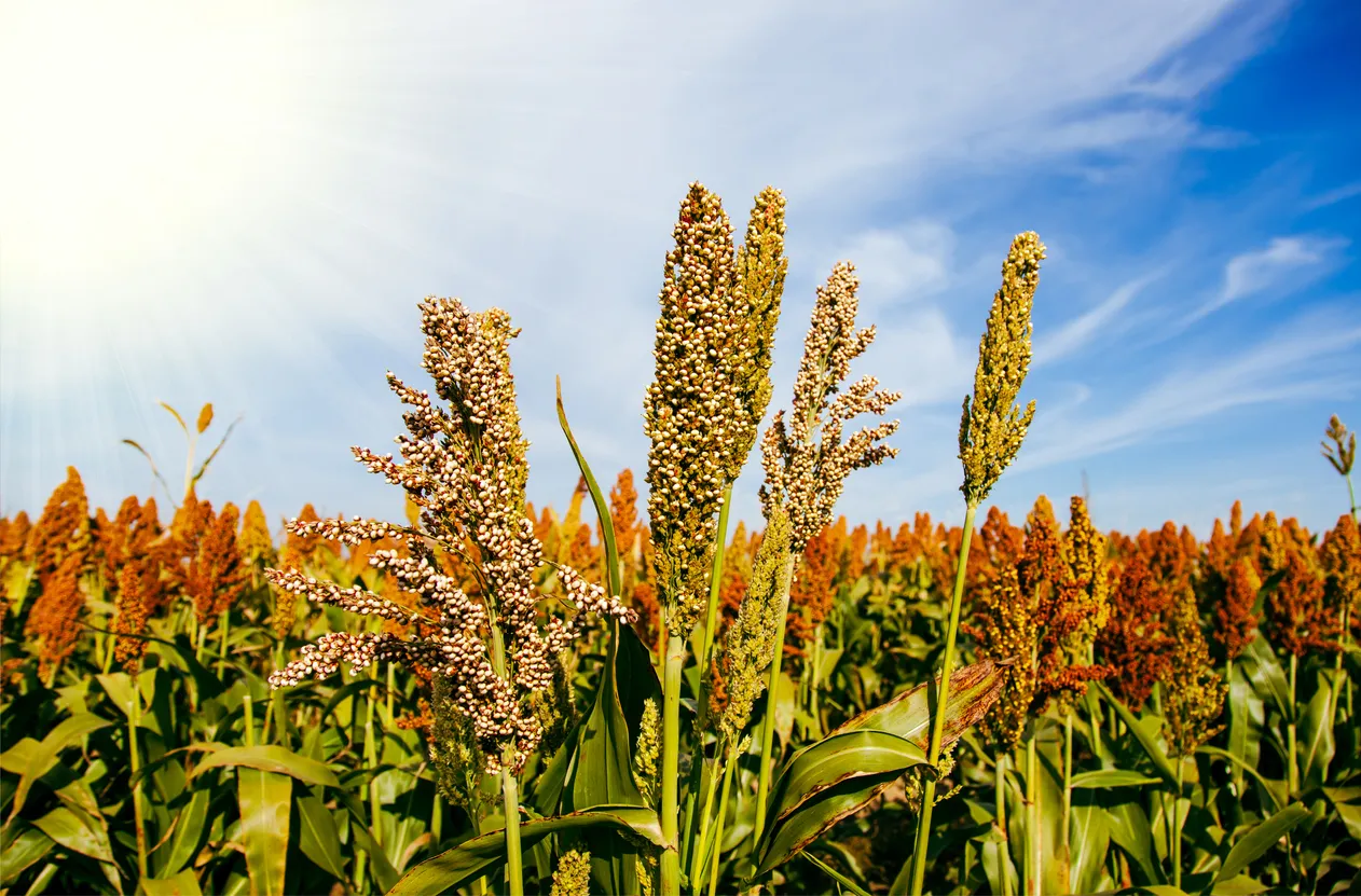 Se muestra cultivo de sorgo, en el cual se puede usar abono con zeolita  