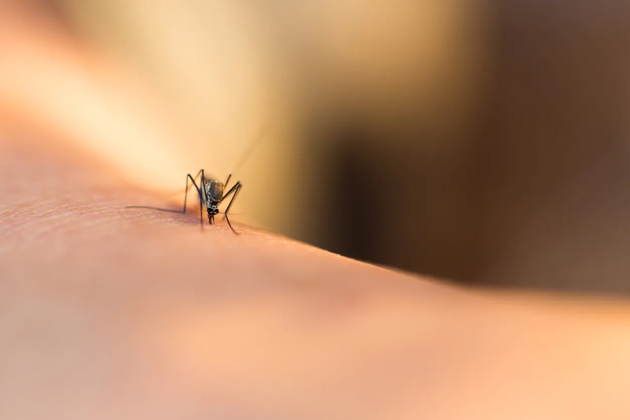 Mosquito chupando sangre