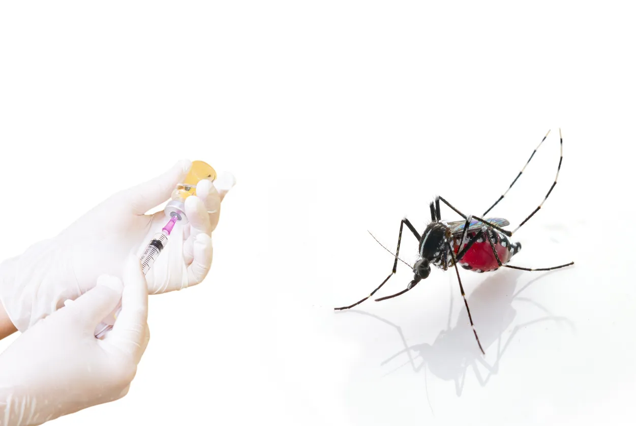 Mosquito (Aedes aegypti) chupa sangre. Es portador de malaria, encefalitis, dengue y virus del Zika.