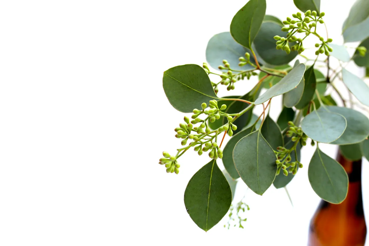 Hojas de eucalipto sobre fondo blanco. Ramas de hojas verdes, repelente natural para los mosquitos