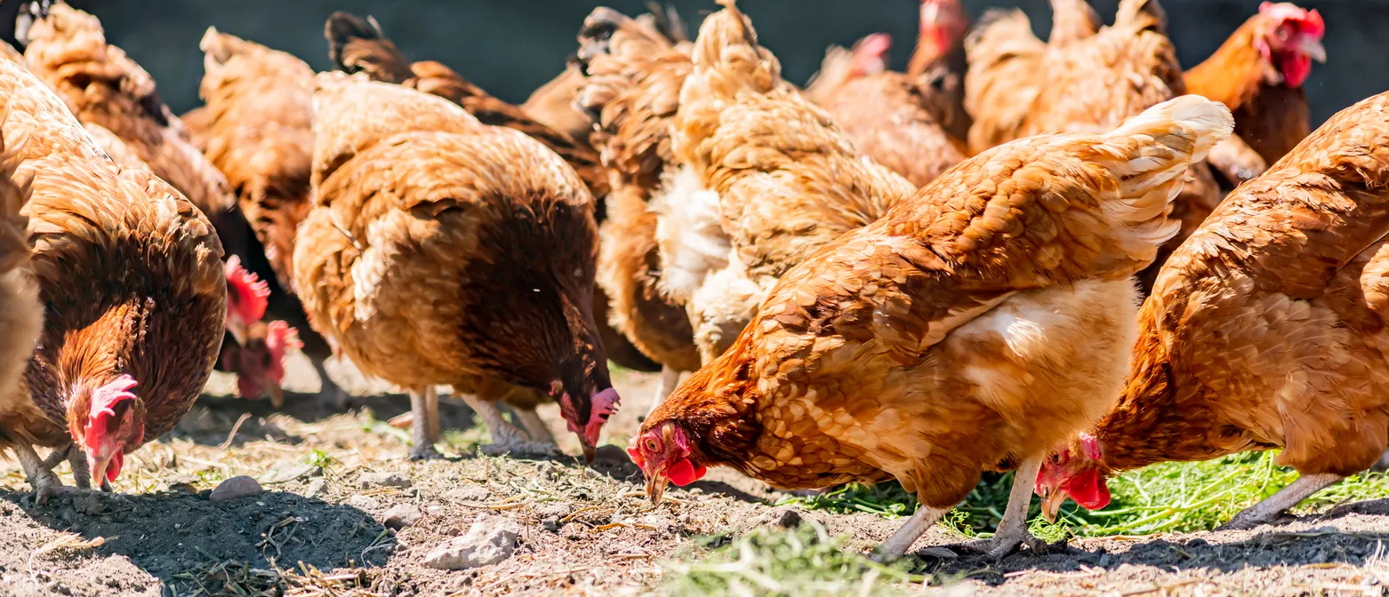 vista cercana de una gran cantidad de gallinas comiendo.