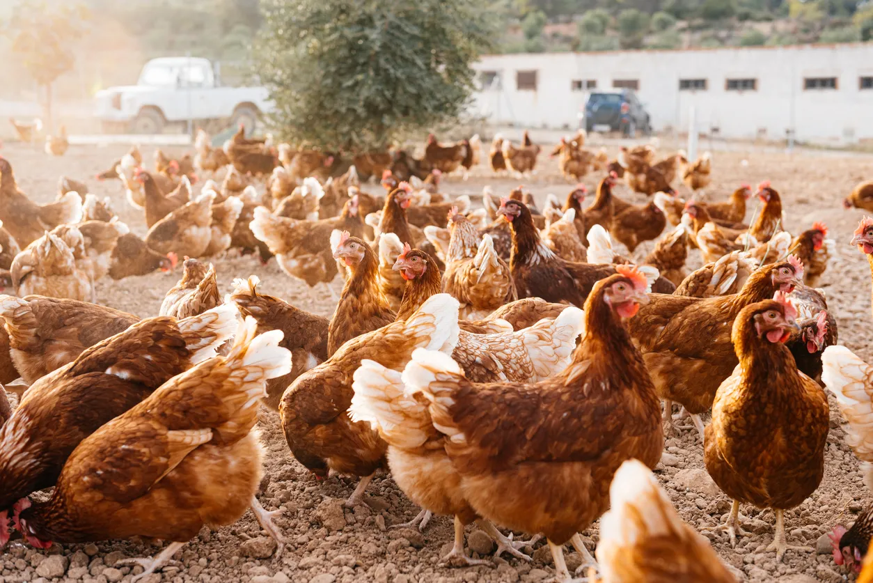 Gallinas ponedoras de huevo. La zeoñita ayuda en diversas funciones en su alimentación.