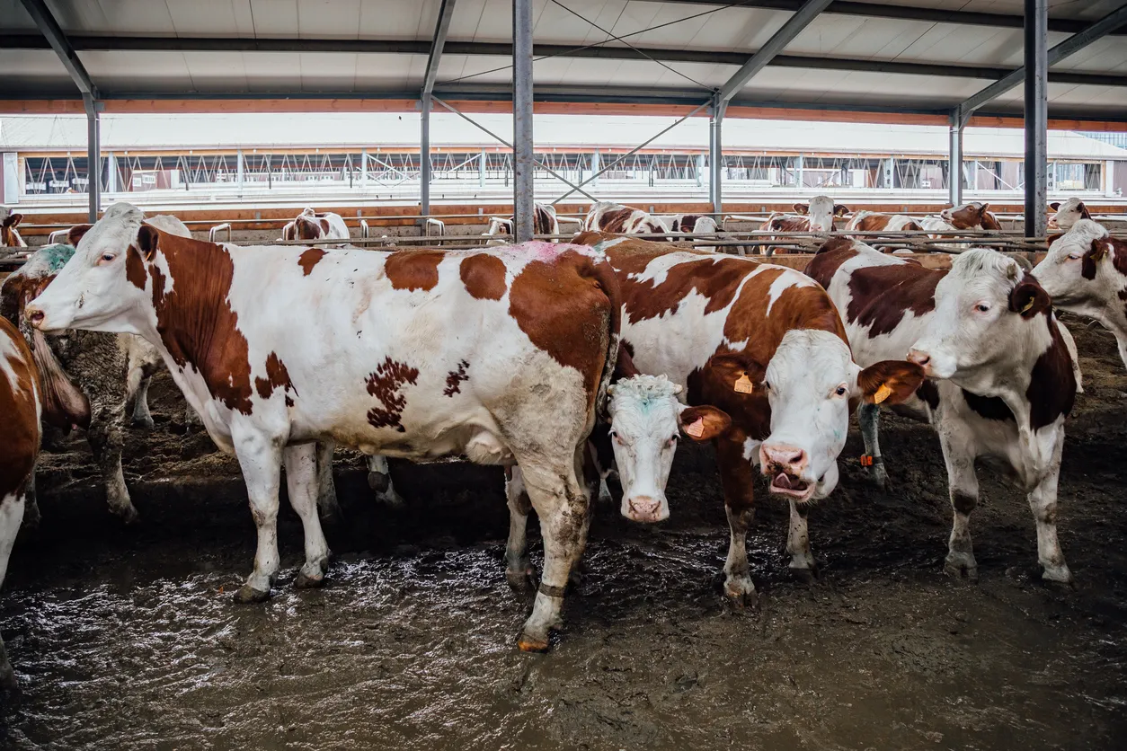 Vacas de Montbéliard criando en establos libres. La zeolita puede controlar olores y humedad en estos lugares