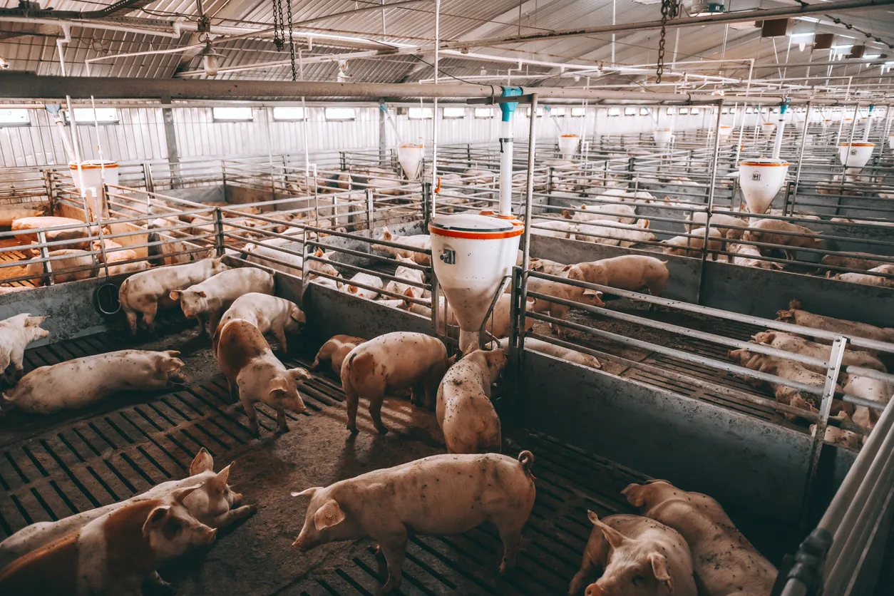 Muchos cerdos en el establo, comiendo, de pie y tumbados. La zeolita les ayuda Apoyo a la salud digestiva y heces consistente