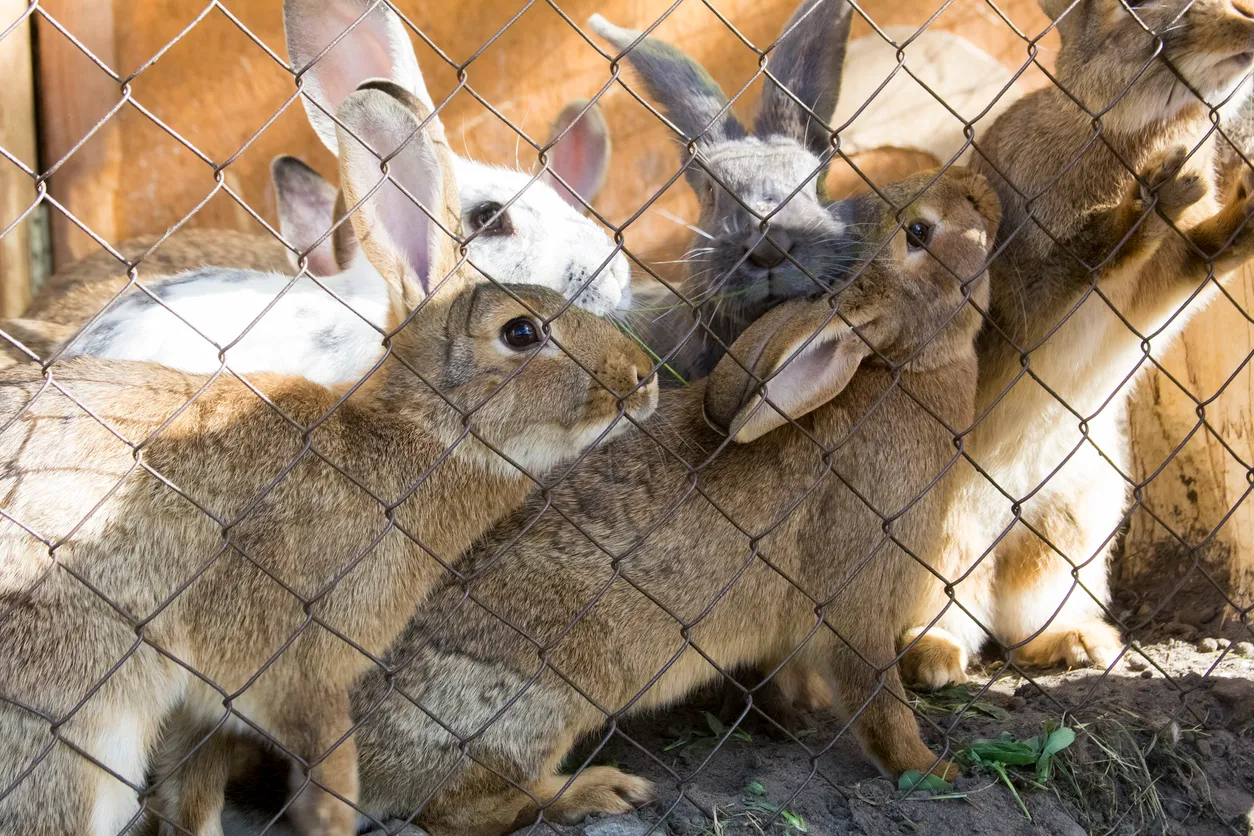 Gran cantidad de conejos. La zeolita ayuda a una mejor presentación del animal para venta o exhibición.