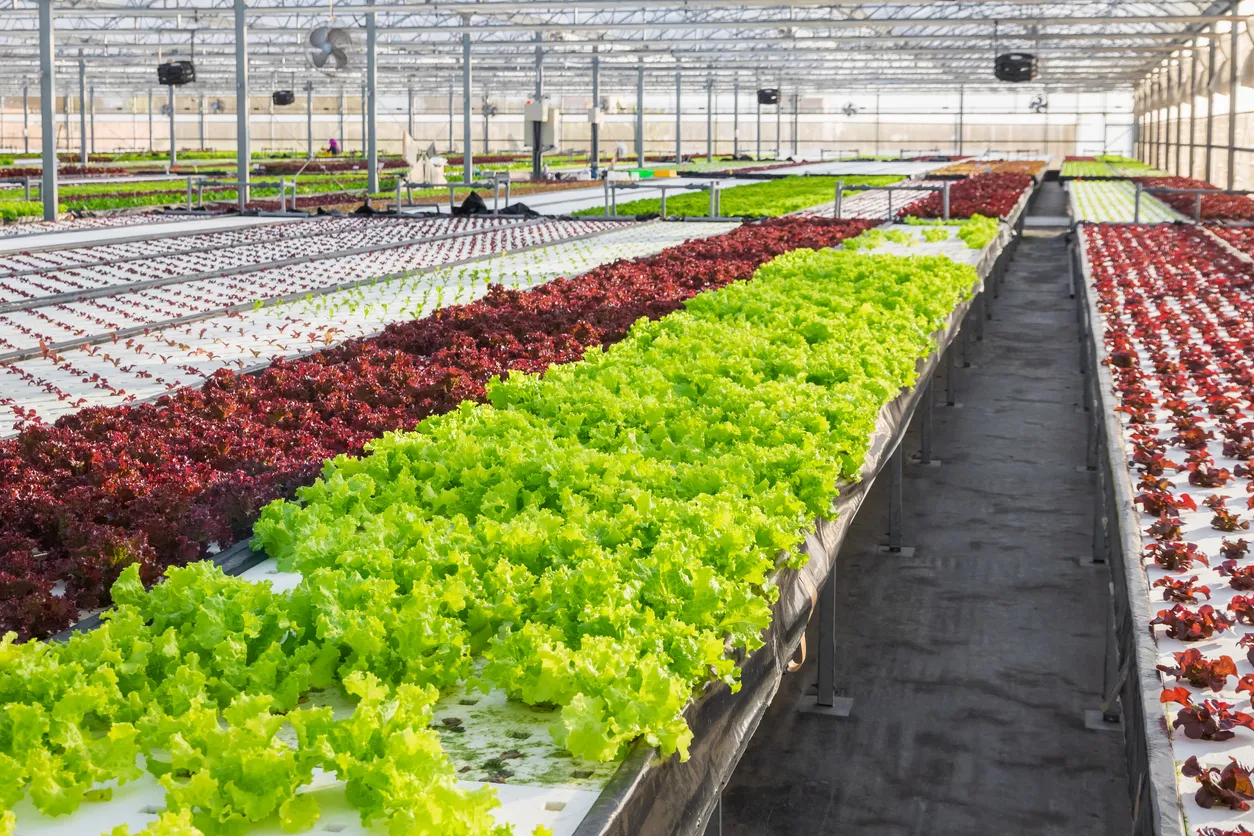 Huerto hidropónico orgánico. Con la zeolita obtenemos menor riesgo de estrés por cambios bruscos de riego.