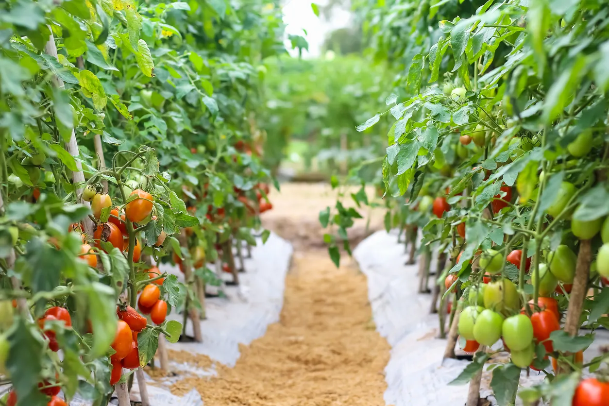 Gran cantidad de plantas con tomates colgando.La zeolita genera un menos estrés hídrico y caída de flores o frutos.
