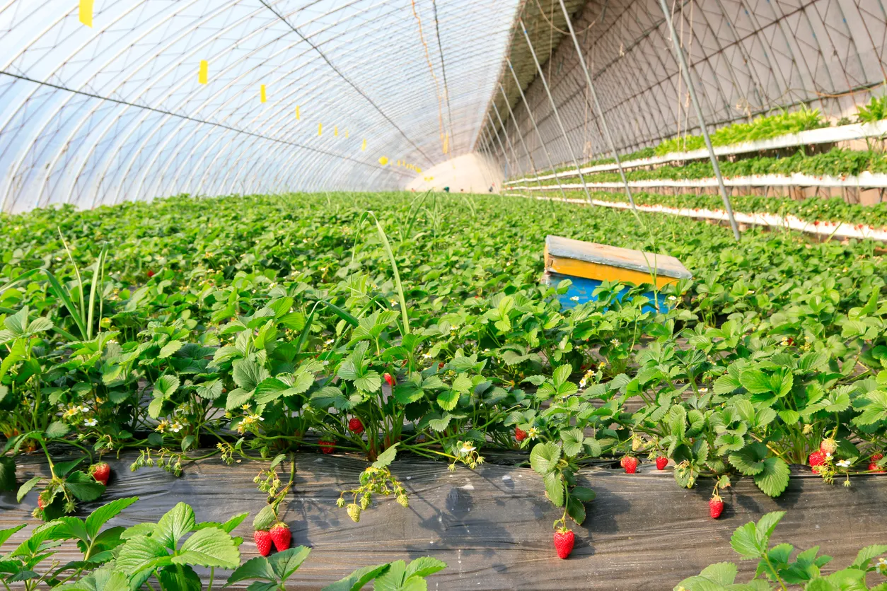 Invernadero de fresas. La zeolita aporta porosidad, favorece la aireación