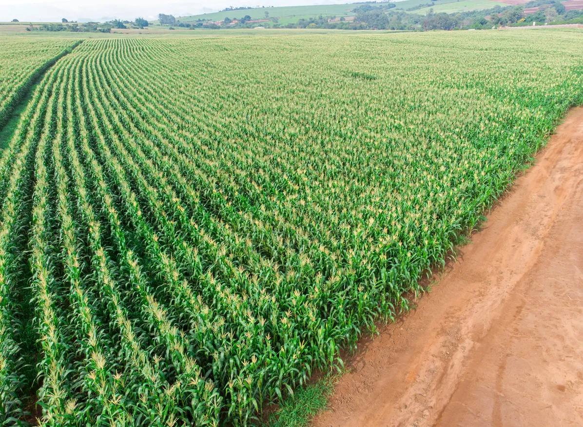 Plantación de maíz verde en la temporada agrícola de verano. La zeolita contribuye a una nutrición más estable
