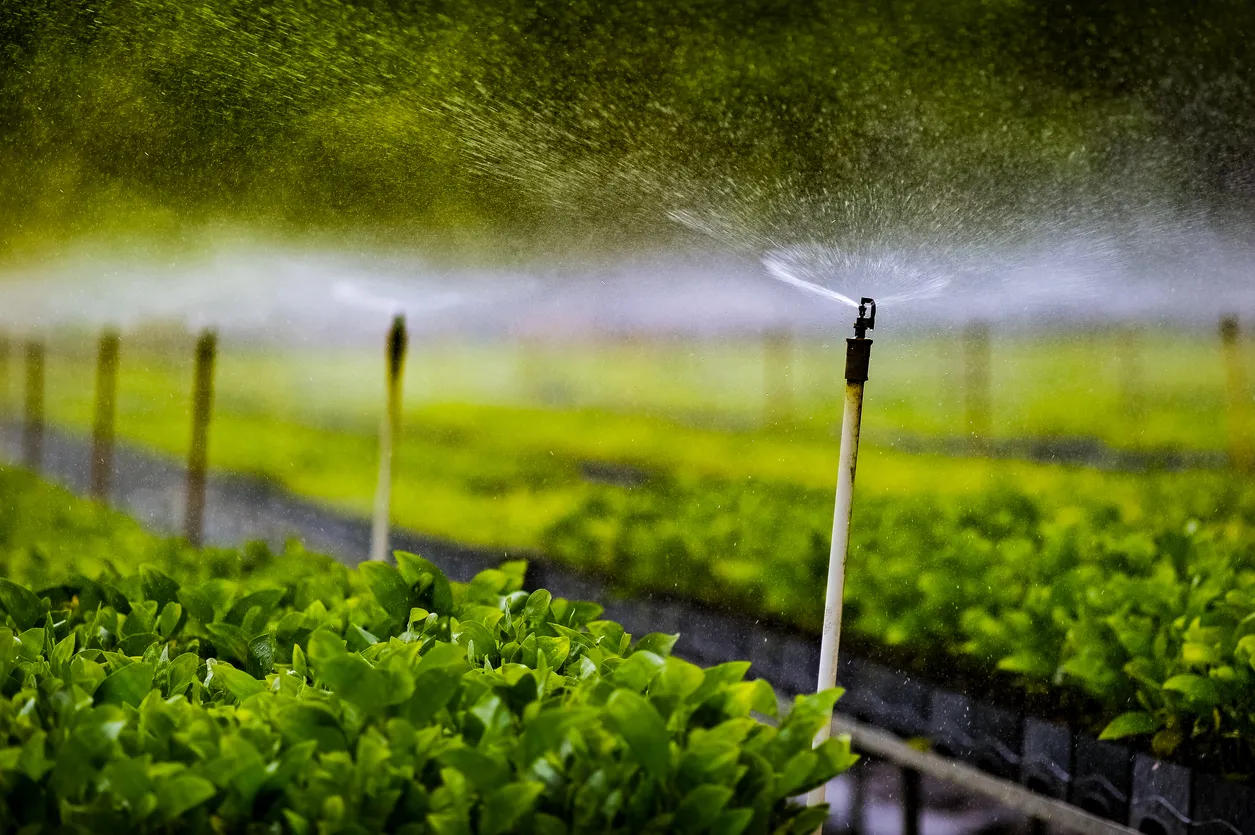 Cultivo con sistema de riego por aspersión. La zeolita ayuda a la reducción parcial de calcio y magnesio en el agua de riego.