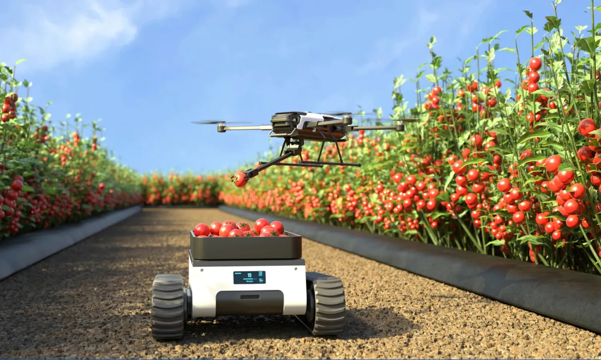 Un dron acompañando a un coche a control remoto en una finca de jitomates