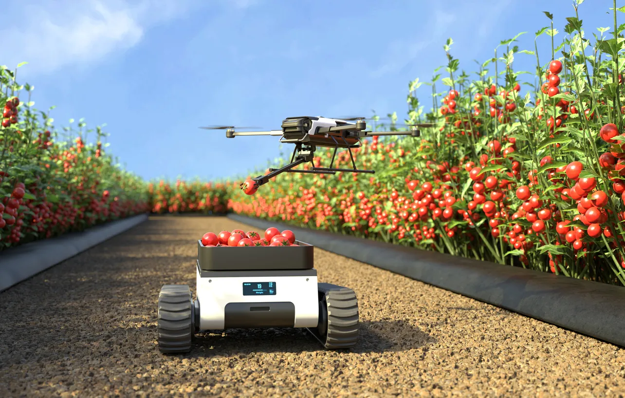 Un dron acompañando a un coche a control remoto en una finca de jitomates