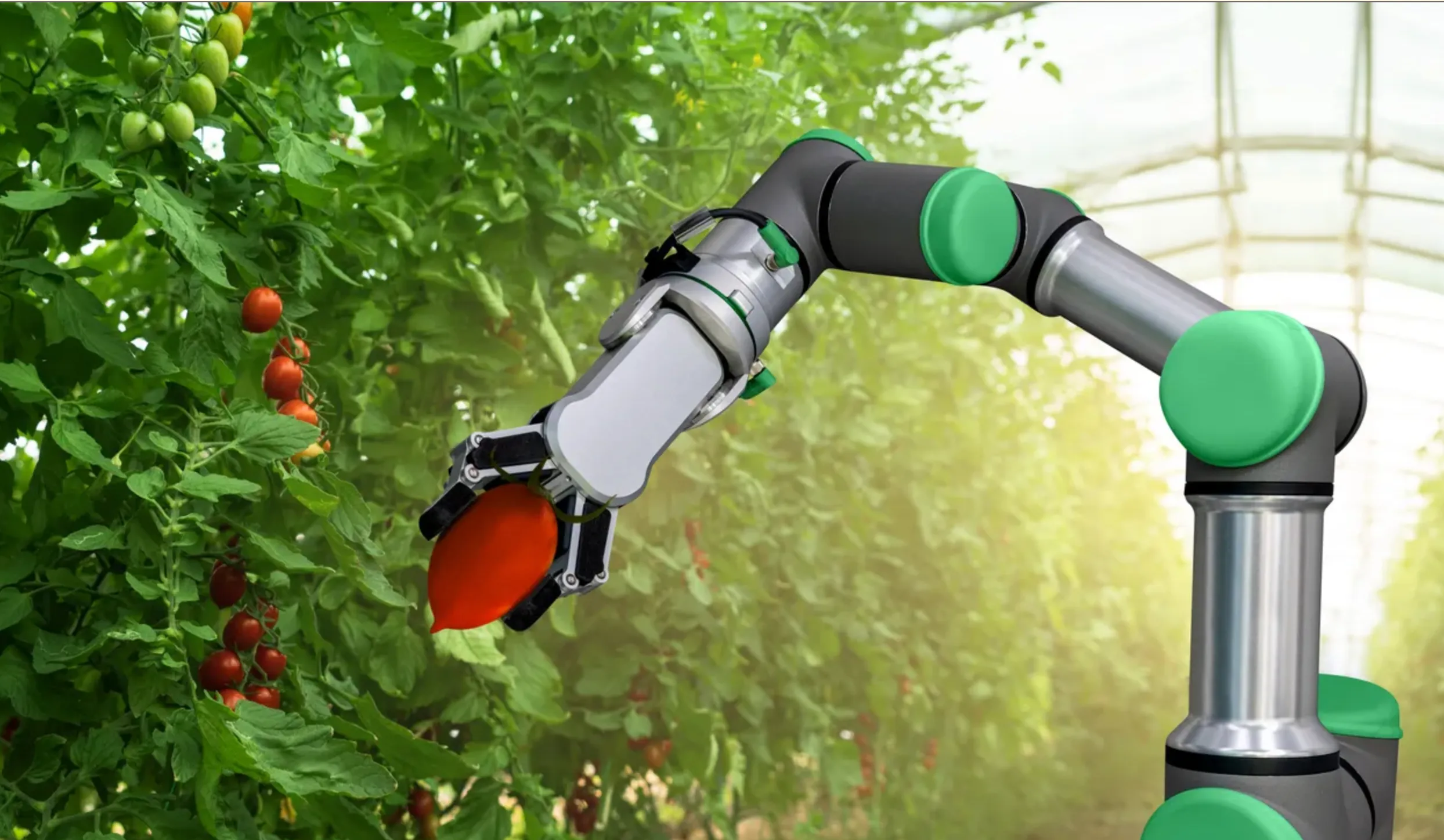 Un brazo eléctrico recolectando jitomates