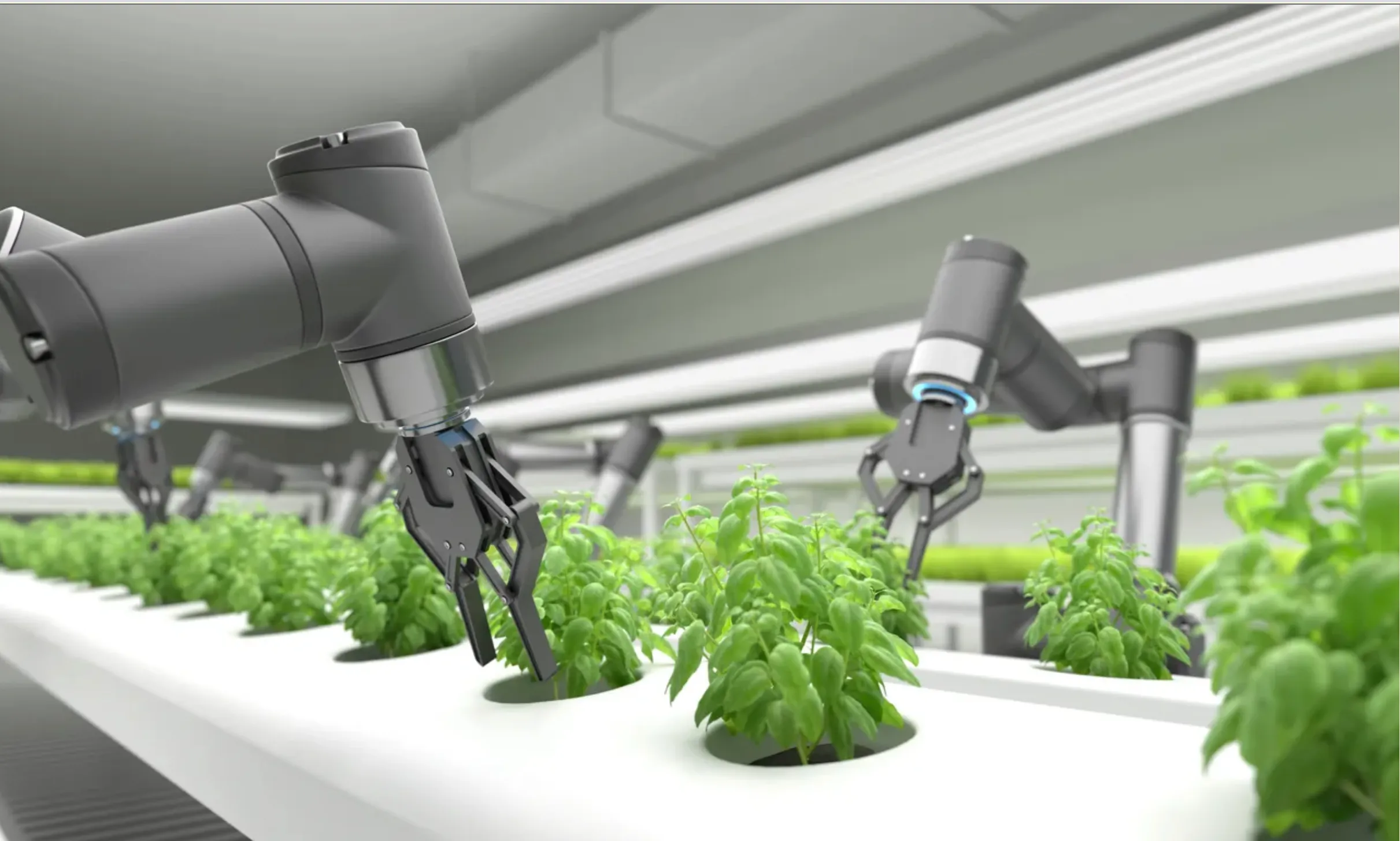garras articuladas robóticas eligiendo lechugas dependiendo de sus tallos