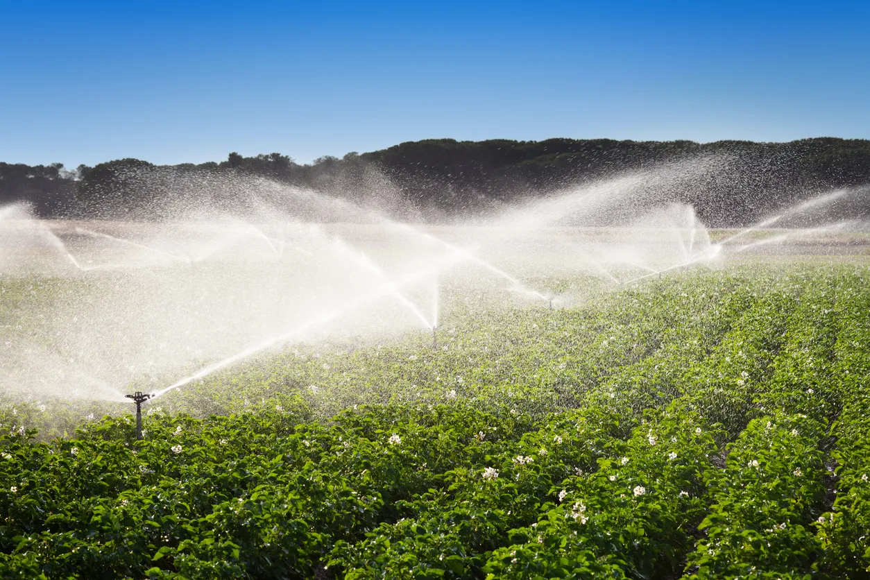 Una de las actividades que consumen una mayor cantidad de agua es la agricultura. Se muestro riego a un gran sembradío.