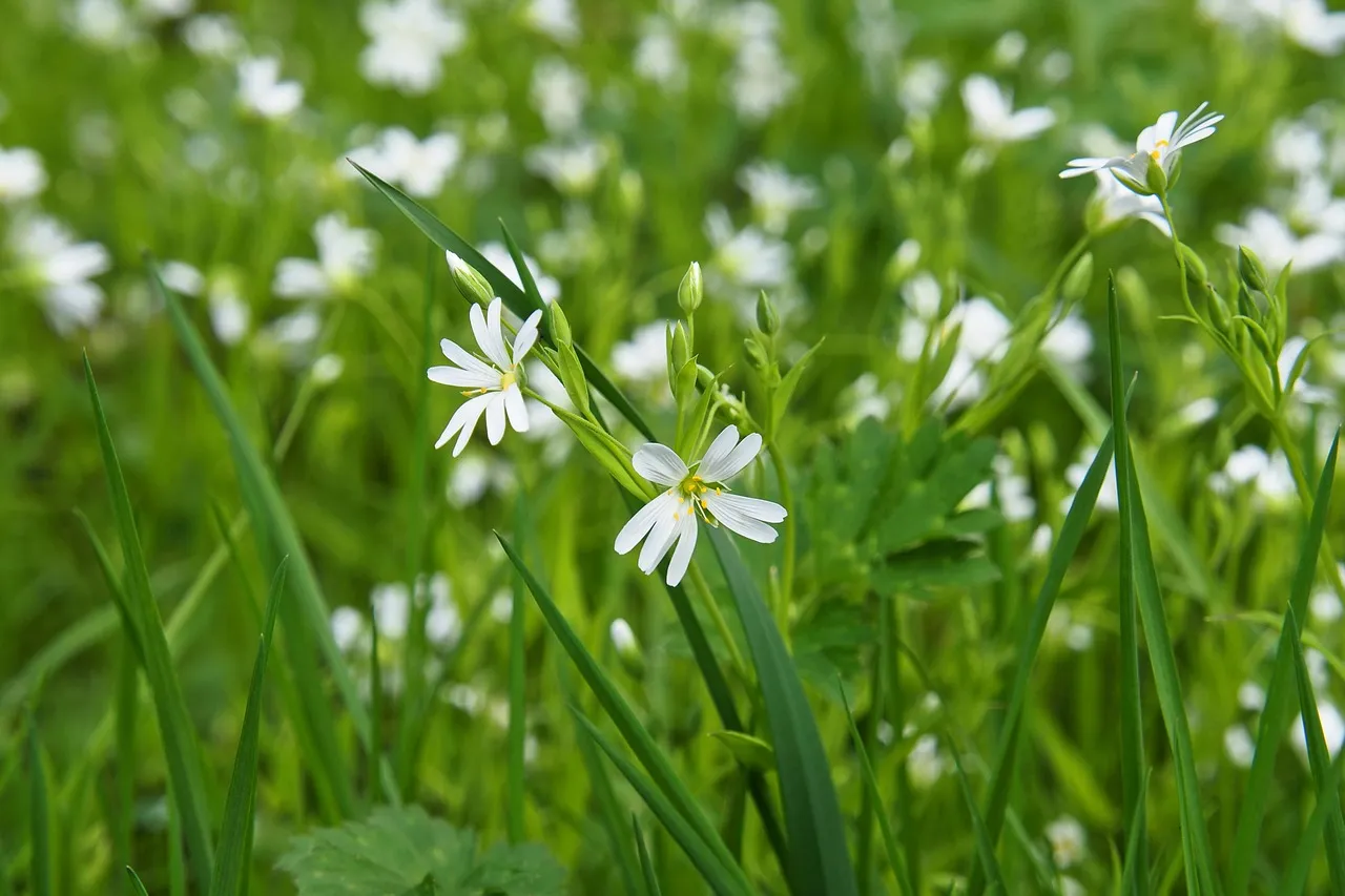 Imagen cercano a una flor en un campo, la legislación ambiental tiene como objetivo preservar nuestros ecosistemas