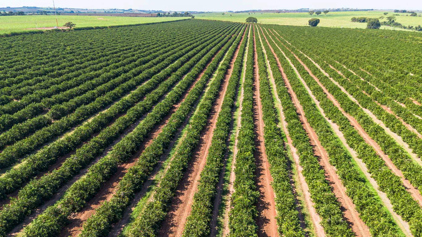 Vista aérea de una plantación de naranjos en el campo de São Paulo, Brasil, con hileras de cultivos ordenadas