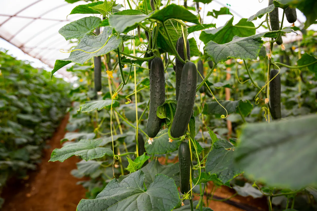 Zeolita en la agricultura beneficios uso en plantas mexico