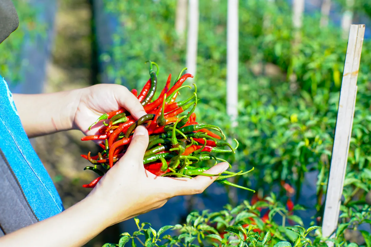 Primer plano de la mano recogiendo chile de la planta. La zeolita natural se usa para mejorar el cultivo de chile