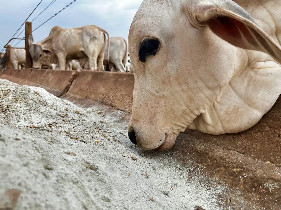 El ganado vacuno de carne Nellore se alimenta con suplementos minerales, entre los cuales esta la zeolita.