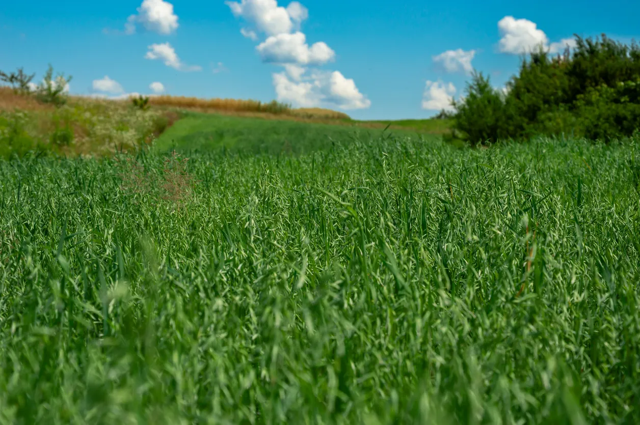 Los vibrantes campos de avena cubren colinas onduladas. La zeolita se ocupa para mejorar estos cultivos