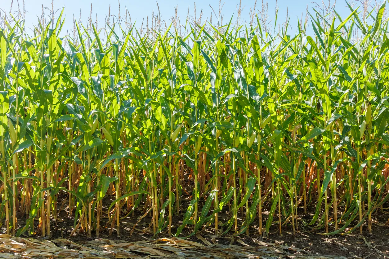 Campo de maíz verde con plantas de maíz altas. El uso de fertilizantes  y abonos es vital