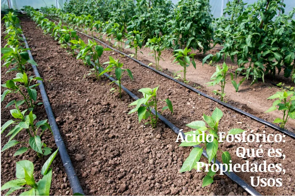El ácido fóstorico es ampliamente utilizado en la agricultura