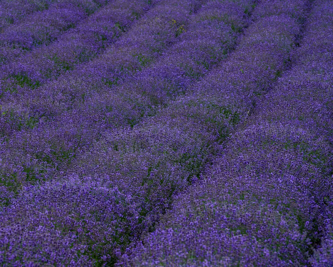 Campos de lavandaL, valorada por su olor agradable para las personas y molesto para algunos insectos.