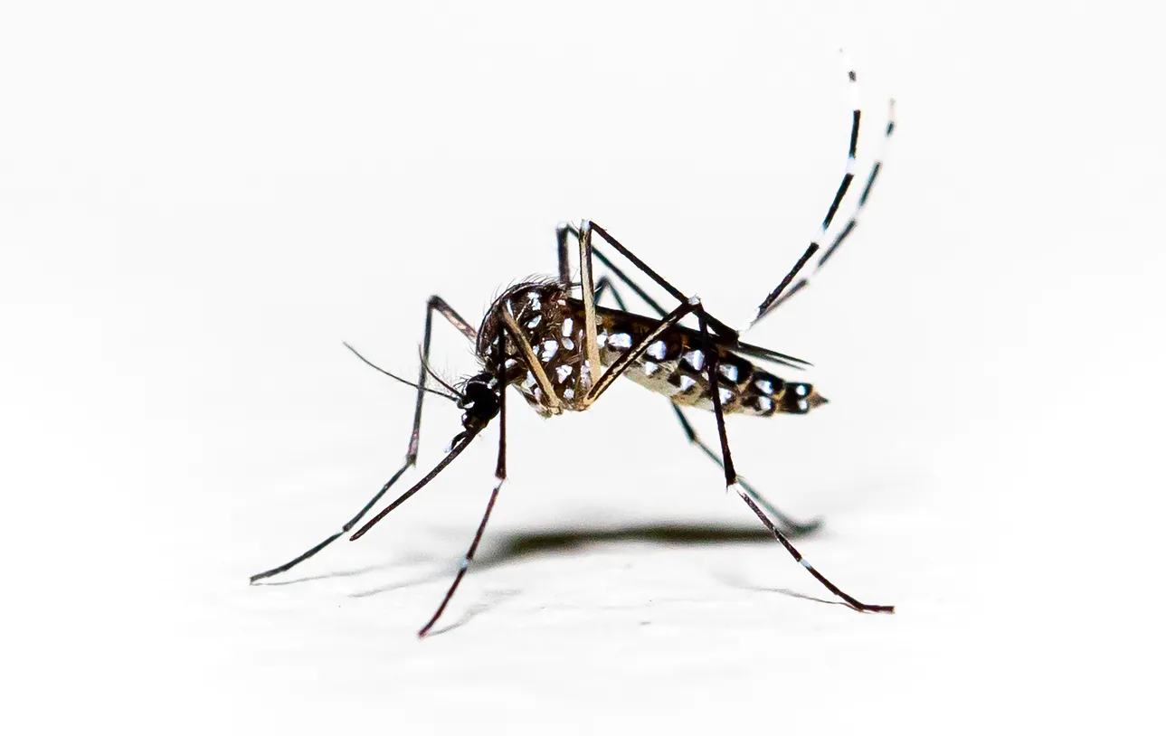 Mosquito Aedes aegypti pernilongo con manchas blancas 