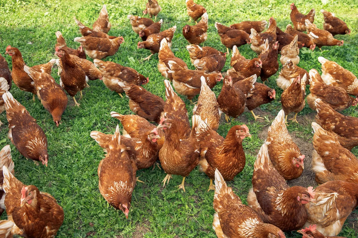 Gran cantidad de gallinas en el campo. La zeolinta ayuda tanto en su producción como en su ambiente