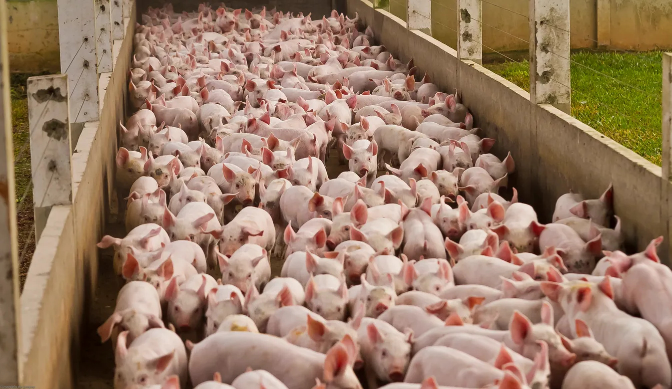 Zeolita en porcicultura