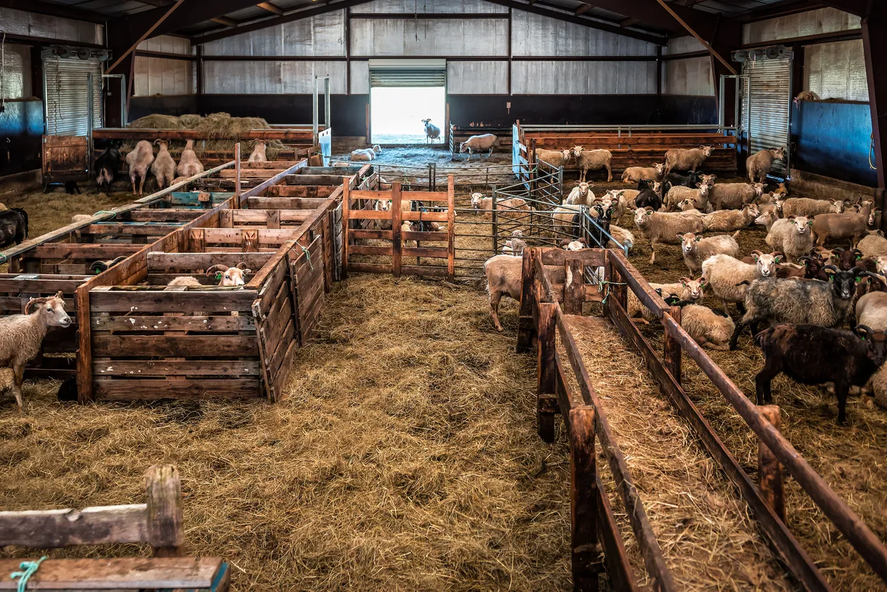 Zeolita para control de olores en establos