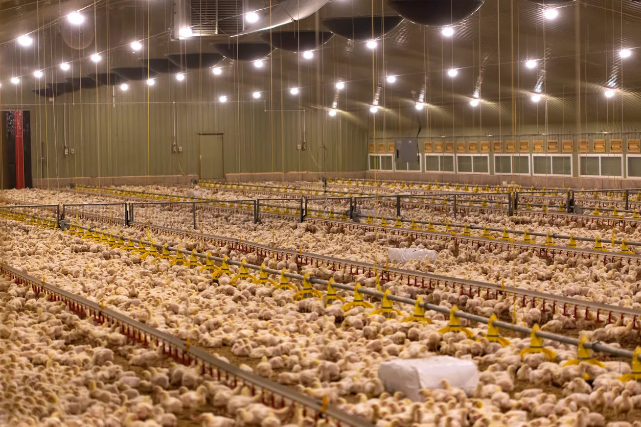 Zeolita en avicultura industrial