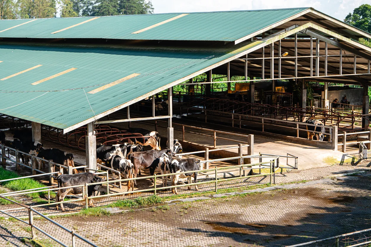 Rebaño de vacas en un establo de una granja lechera. La zeolita natural se ha convertido en un suplemento estratégico