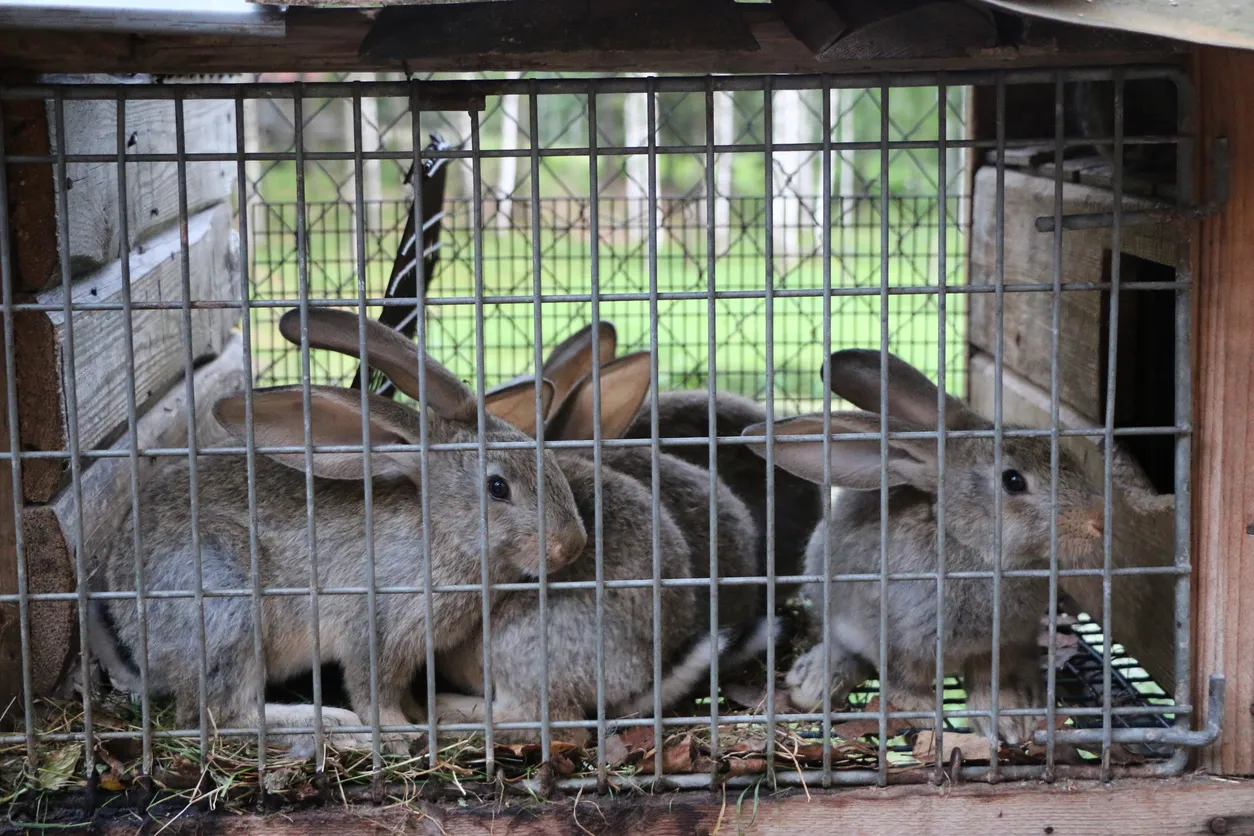 Zeolita para conejos
