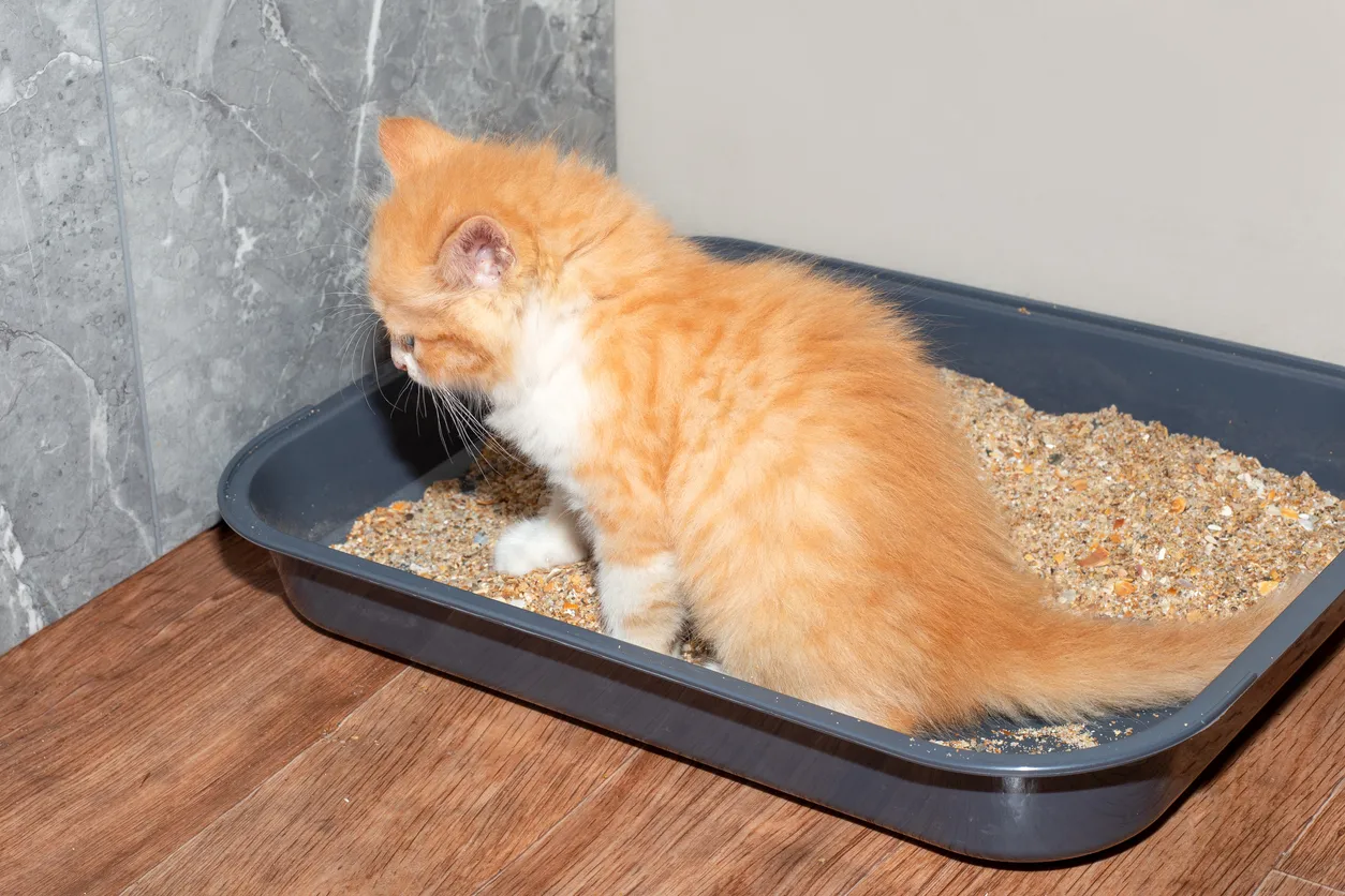 Beneficios de la zeolita en arena para gatos