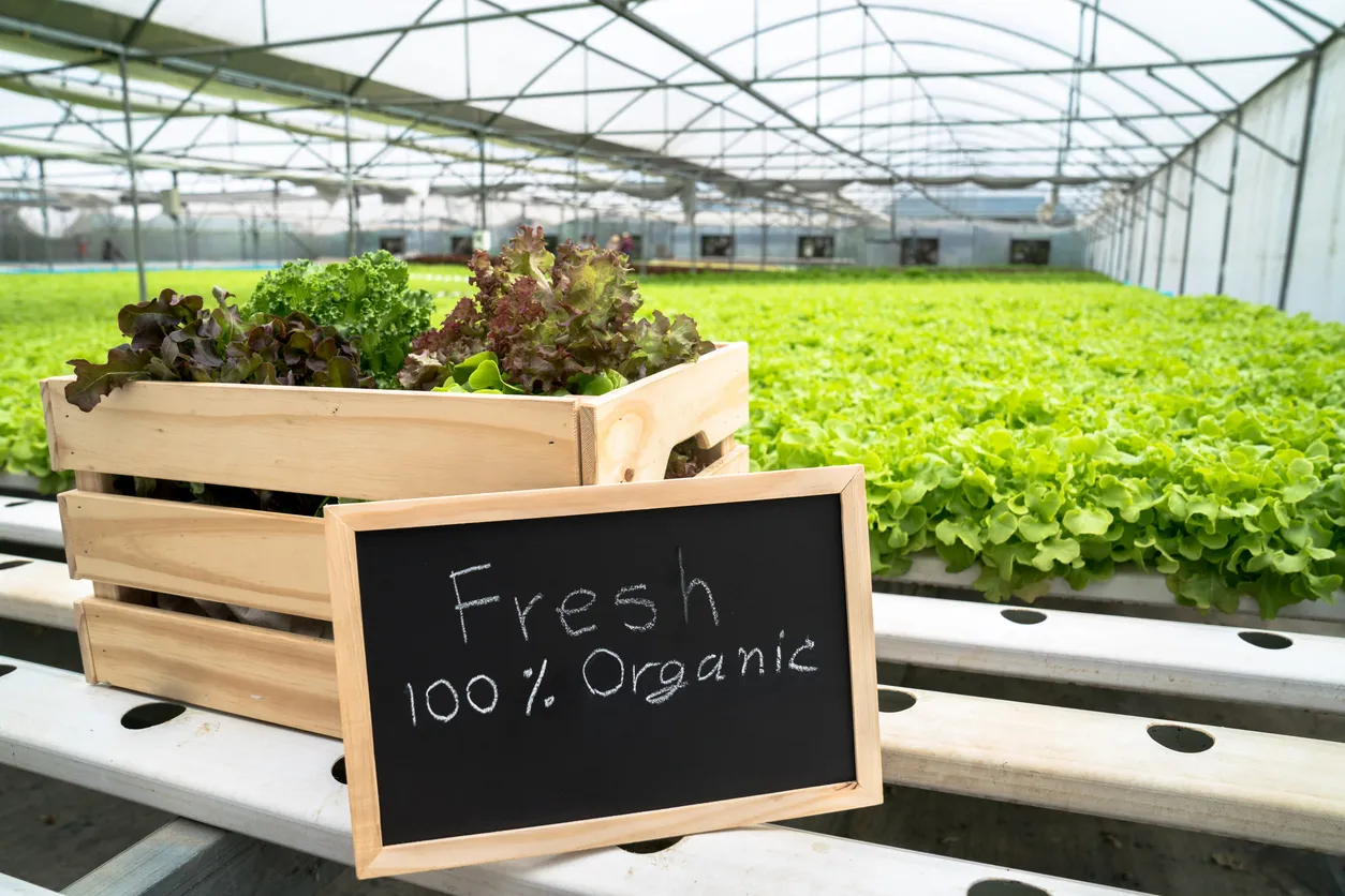 Verduras frescas en caja de madera en invernadero de granja orgánica.