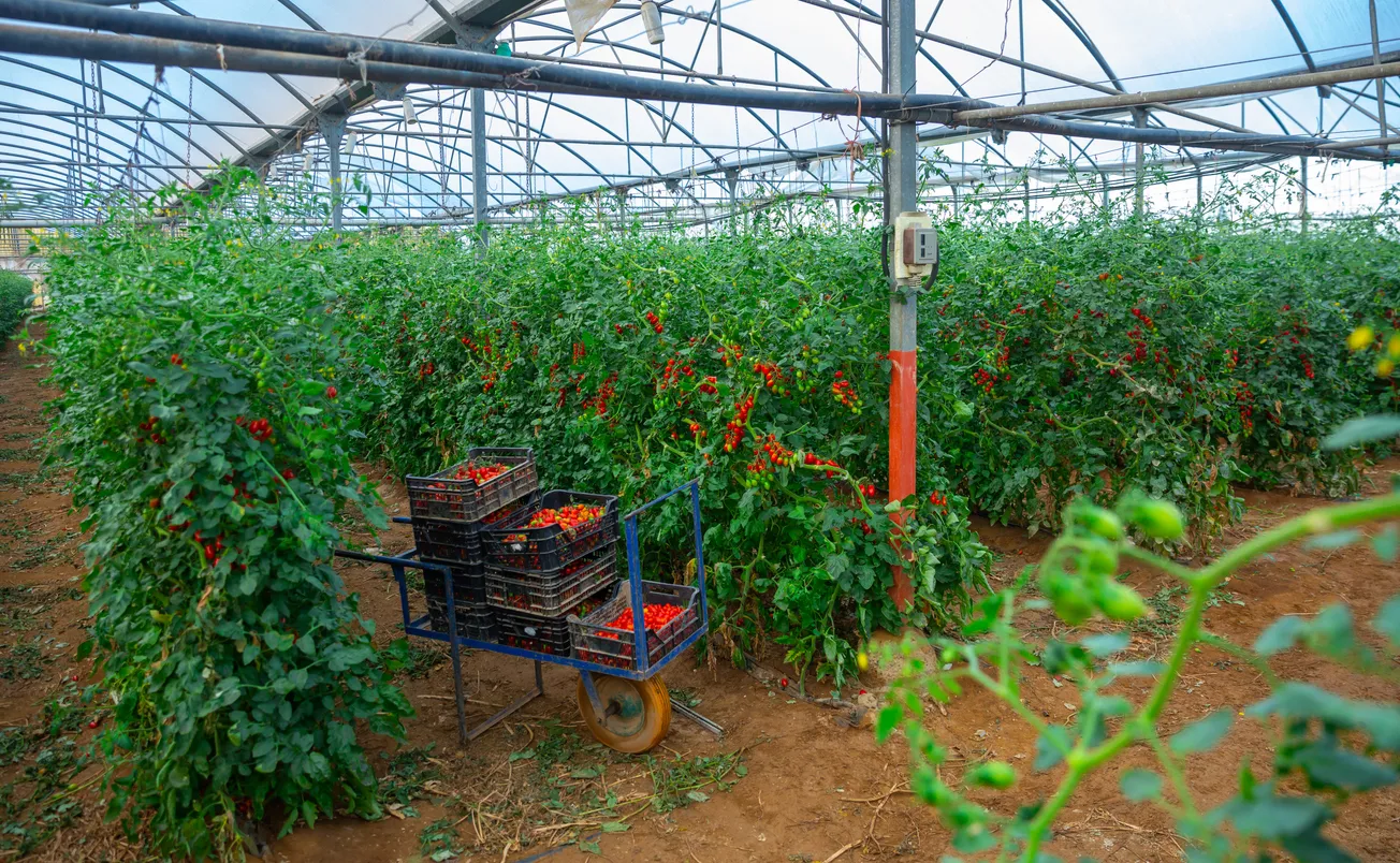 Zeolita para cultivo de tomate