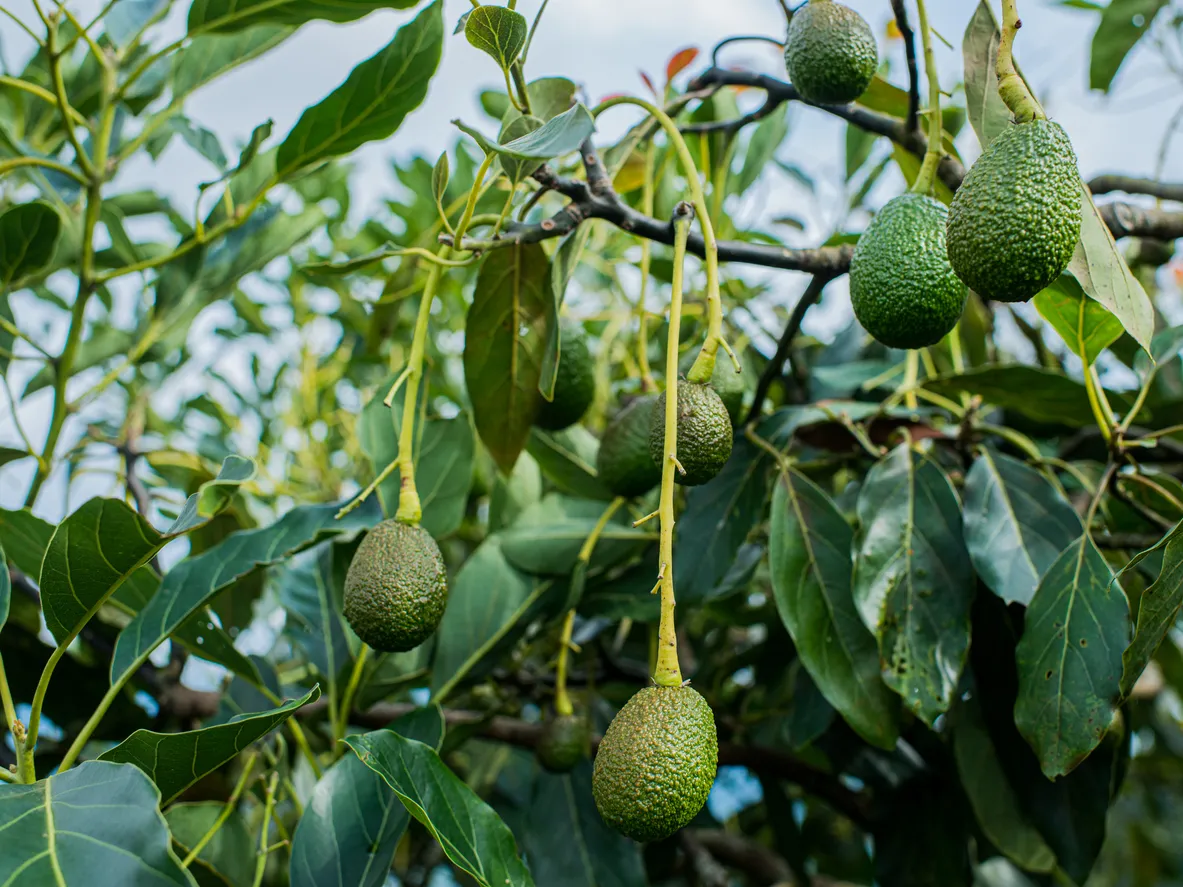 Foto de cultivo de aguacate orgánico con fruta para cosechar.