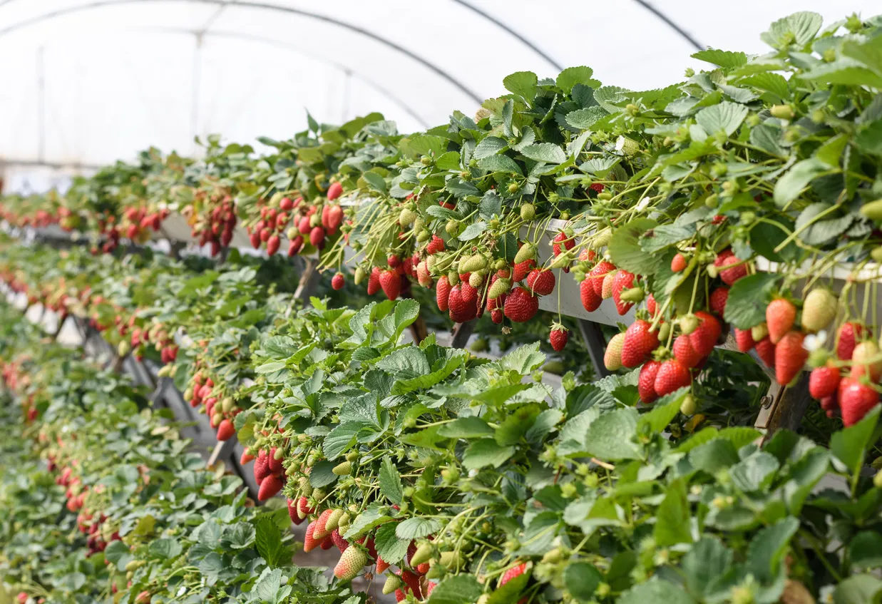 Uso de zeolita en fresas