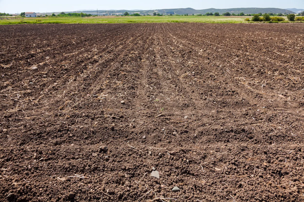 Campo listo para la siembra. La zeolita mejora la porosidad y aireación en la zona radicular.