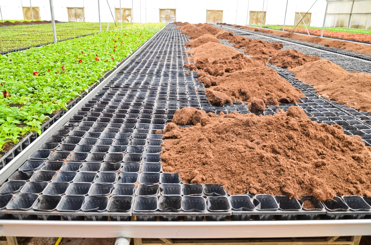 Plantas cultivadas en condiciones climáticas controladas en vivero de invernadero. La zeolita mejora la aireación y drenaje